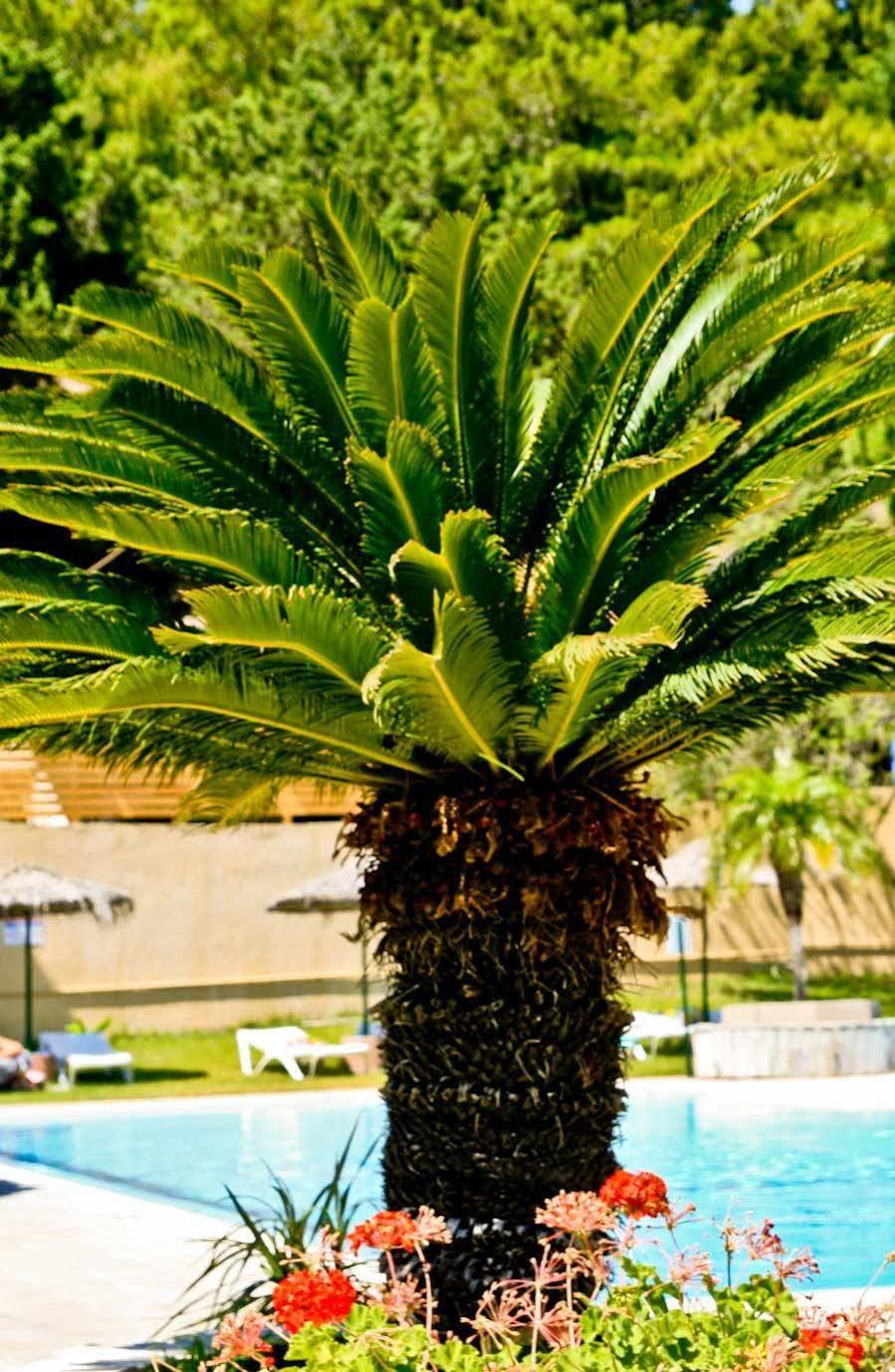 Achousa Hotel Faliraki Exterior photo
